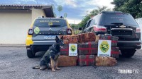 PM apreendem 228 Kg de maconha e 1,2 Kg de haxixe em Entre Rios do Oeste