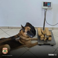 Policia Federal apreende menor de idade com 10 tabletes de maconha na Rodoviária de Foz do Iguaçu