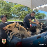 Policia Federal resgata dois cães após tentativa de furto em uma residência