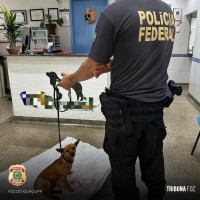 Policiais Federais realizam resgate de cão atropelado na BR277 em Santa Terezinha de Itaipu