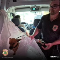 Policiais Federais realizam resgate de cão atropelado na BR277 em Santa Terezinha de Itaipu