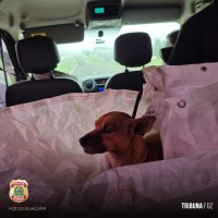 Policiais Federais realizam resgate de cão atropelado na BR277 em Santa Terezinha de Itaipu