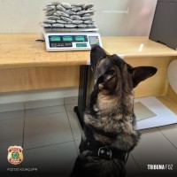 Policia Federal prende passageira 2,7 Kg de haxixe na Rodoviária Internacional de Foz do Iguaçu