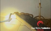Cobra jararaca é capturada dentro de igreja no Bairro Sol de Maio