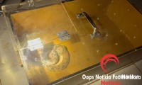 Cobra jararaca é capturada dentro de igreja no Bairro Sol de Maio