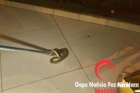 Cobra jararaca é capturada dentro de igreja no Bairro Sol de Maio