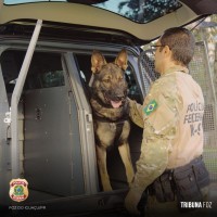 Policia Federal recebe novas viaturas adaptadas para os cães farejadores policiais