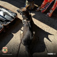 Policia Federal prende passageira com haxixe na Rodoviária Internacional de Foz do Iguaçu