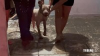 Pitbull invade residência e ataca cachorro de pequeno porte no Bairro Porto Belo 