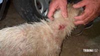 Pitbull invade residência e ataca cachorro de pequeno porte no Bairro Porto Belo 