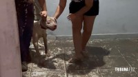 Pitbull invade residência e ataca cachorro de pequeno porte no Bairro Porto Belo 