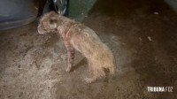 Pitbull invade residência e ataca cachorro de pequeno porte no Bairro Porto Belo 