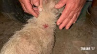 Pitbull invade residência e ataca cachorro de pequeno porte no Bairro Porto Belo 
