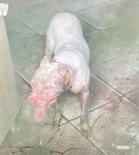 Pitbull invade residência e ataca cachorro de pequeno porte no Bairro Porto Belo 