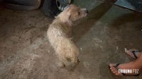 Pitbull invade residência e ataca cachorro de pequeno porte no Bairro Porto Belo 