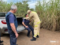 Servidora da Guarda Municipal fica ferida após bater veículo contra árvore na área rural de Foz do Iguaçu