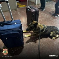 Policia Federal apreende menor com entorpecentes na Rodoviária Internacional de Foz do Iguaçu