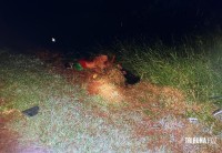 Casal de catador de latinha morre atropelado na BR-277; Condutor estava embriagado
