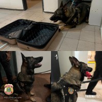 Policia Federal deflagra Operação Malas & Mulas II contra o tráfico internacional de drogas