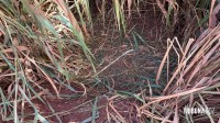 Homem é encontrado agredido e algemado no desvio área rural entre Foz do Iguaçu e Santa Terezinha de Itaipu