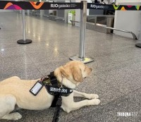 Família não consegue embarcar pela 2ª vez com cão de serviço e criança autista sofre com a falta do animal