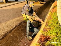 Acidente com múltiplos veículos deixa motociclista ferido na BR-277 