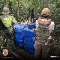 PF e PM e PC apreendem 1.190 Kg de maconha na área rural de Santa Helena