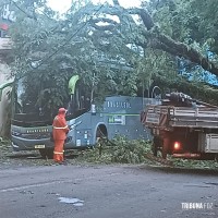 Arvore de grande porte cai em cima de ônibus no centro de Foz do Iguaçu