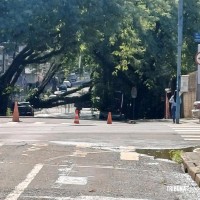 Arvore de grande porte cai em cima de ônibus no centro de Foz do Iguaçu