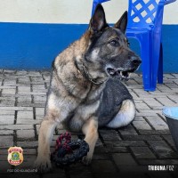 Cão policial Drogo se aposenta após 7 anos de serviço na Policia Federal em Foz do Iguaçu