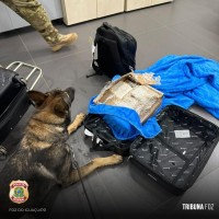 Cão policial Drogo se aposenta após 7 anos de serviço na Policia Federal em Foz do Iguaçu