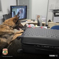 Cão policial Drogo se aposenta após 7 anos de serviço na Policia Federal em Foz do Iguaçu