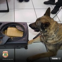 Cão policial Drogo se aposenta após 7 anos de serviço na Policia Federal em Foz do Iguaçu