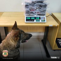 Cão policial Drogo se aposenta após 7 anos de serviço na Policia Federal em Foz do Iguaçu