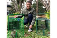 IAT captura dois saguis-de-tufos-pretos em Foz do Iguaçu, espécie exótica na região