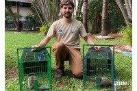 IAT captura dois saguis-de-tufos-pretos em Foz do Iguaçu, espécie exótica na região