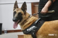 Primeiro cão perito da Polícia Científica auxilia investigações sobre homicídios e outros crimes no Paraná