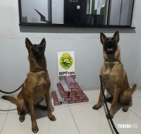 BPFRON prende homem transportando maconha em ônibus na cidade de Realeza