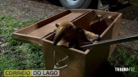 Tamanduá-mirim é resgatado pela Defesa Civil em propriedade rural de Santa Helena e devolvido ao habitat natural