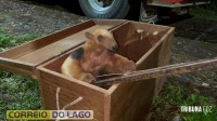 Tamanduá-mirim é resgatado pela Defesa Civil em propriedade rural de Santa Helena e devolvido ao habitat natural