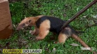 Tamanduá-mirim é resgatado pela Defesa Civil em propriedade rural de Santa Helena e devolvido ao habitat natural