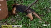 Tamanduá-mirim é resgatado pela Defesa Civil em propriedade rural de Santa Helena e devolvido ao habitat natural