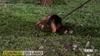 Tamanduá-mirim é resgatado pela Defesa Civil em propriedade rural de Santa Helena e devolvido ao habitat natural