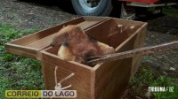 Tamanduá-mirim é resgatado pela Defesa Civil em propriedade rural de Santa Helena e devolvido ao habitat natural