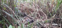 Homem é encontrado morto sem identificado em área de mata no Porto Meira 
