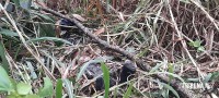 Homem é encontrado morto sem identificado em área de mata no Porto Meira 