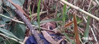 Homem é encontrado morto sem identificado em área de mata no Porto Meira 
