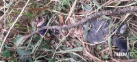 Homem é encontrado morto sem identificado em área de mata no Porto Meira 