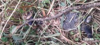 Homem é encontrado morto sem identificado em área de mata no Porto Meira 
