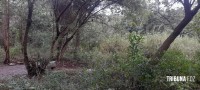 Homem é encontrado morto sem identificado em área de mata no Porto Meira 